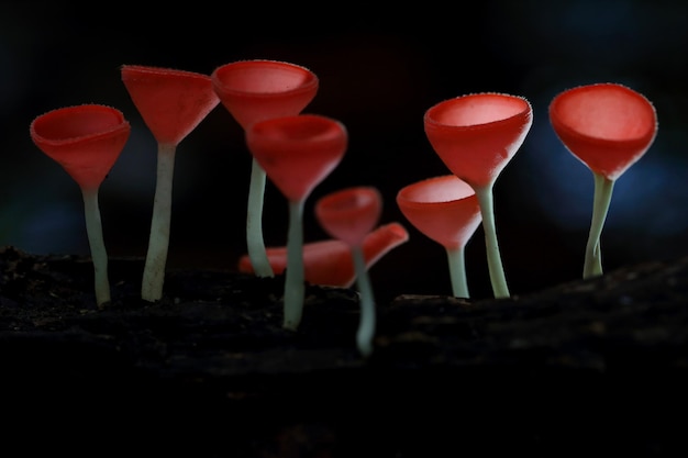 Champagne mushroom glowing in rain forest.