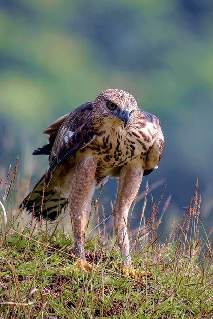 Changeable hawk eagle in a grassland