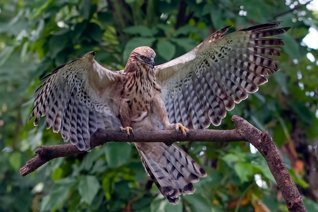 Changeable hawk eagle on a tree branch