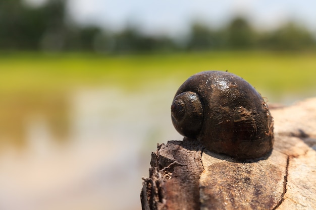 Channeled apple or Golden Apple Snail