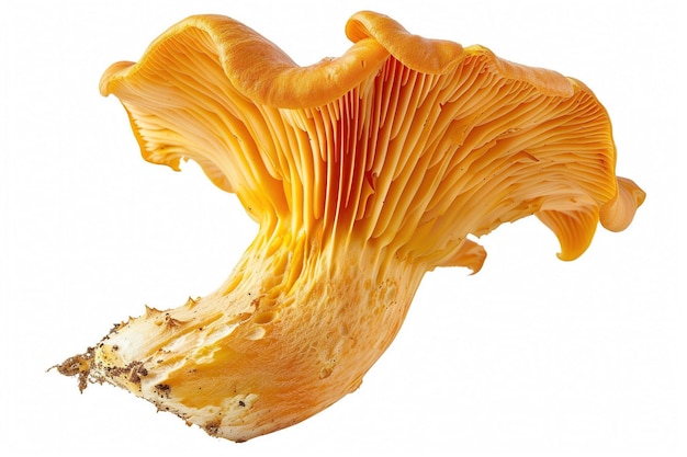 Chanterelle Mushroom isolated on white