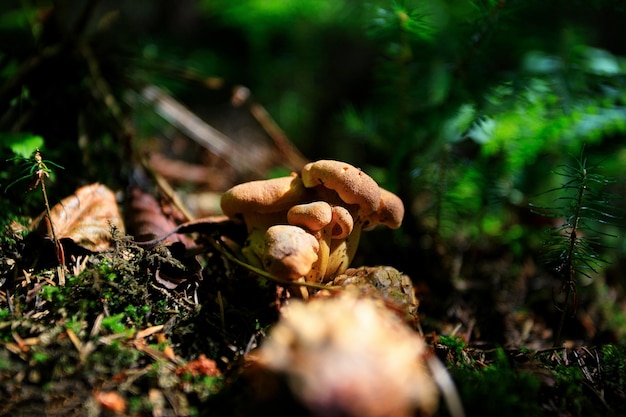 Chanterelle mushrooms on the forest floor of moss and leaves