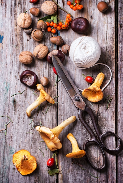 Chanterelle mushrooms with old scissors