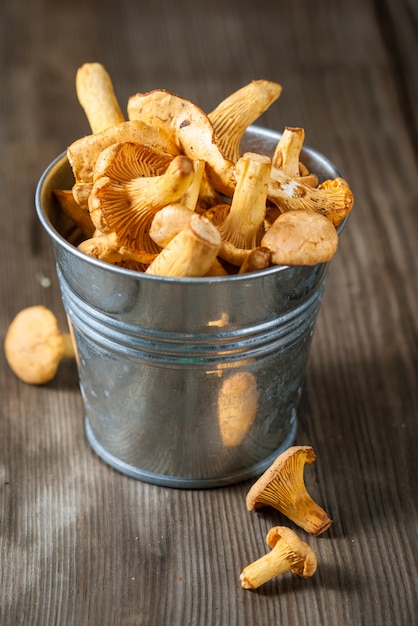 Chanterelle mushrooms