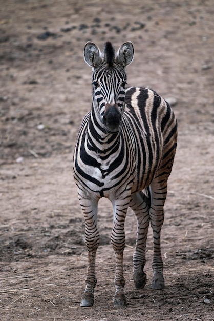 Chapman's zebra Equus quagga chapmani standing on dry soil