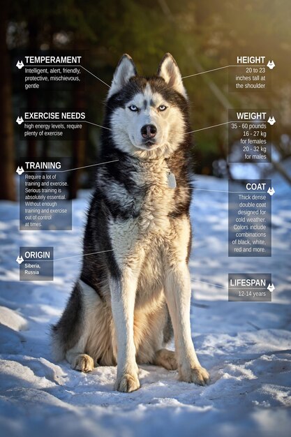 Characteristics description of the Siberian Husky breed on the background of a winter forest