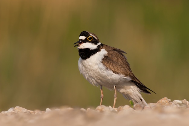 Charadrius dubius little-ringed plover