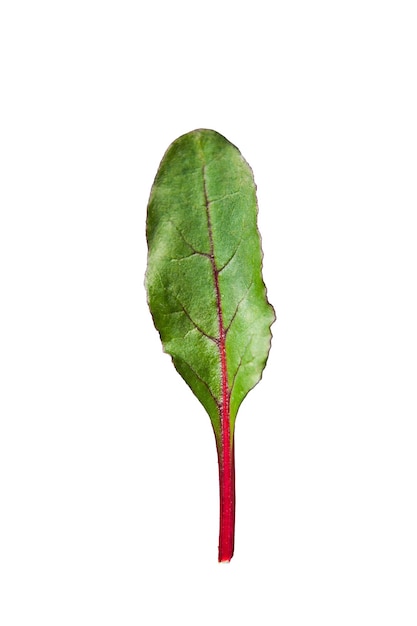 Chard on a black plate minimalism concept Isolated on white background