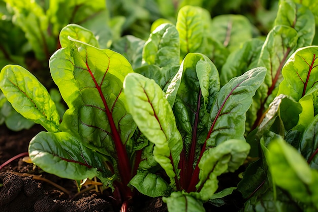 Chard growing in an urban garden Garden beet and salad leaves close up Generative AI