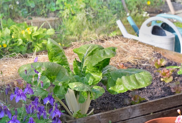 Chards growing in a gardensquare under the watering droplets