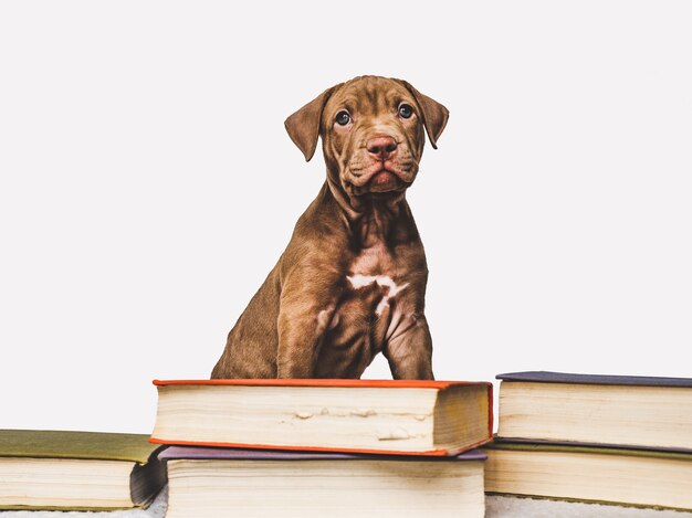 Charming, adorable puppy of brown color. Close-up, indoor. Studio photo. Concept of care, education, obedience training, raising pets