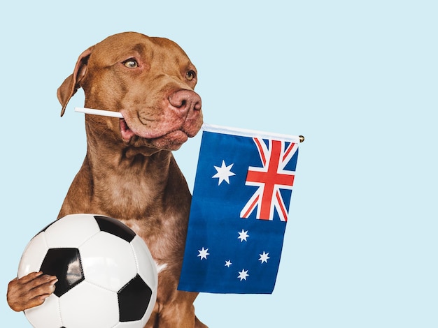 Charming adorable puppy holding flag of Australia