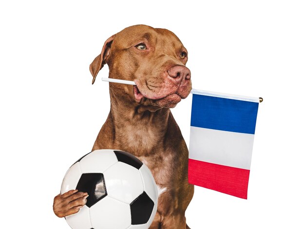 Charming adorable puppy holding national flag France