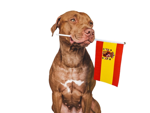 Charming adorable puppy holding national flag Spain