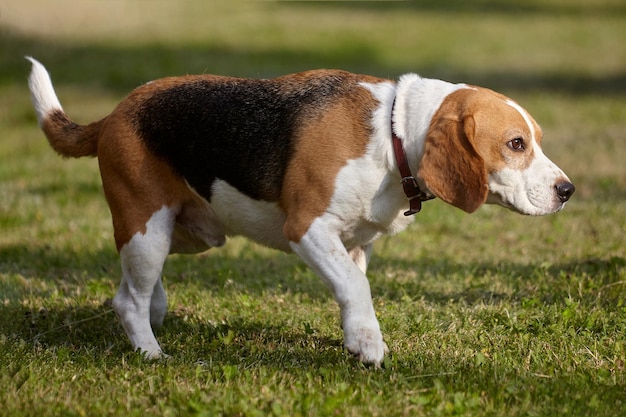 Charming beagle dog on the street in summer