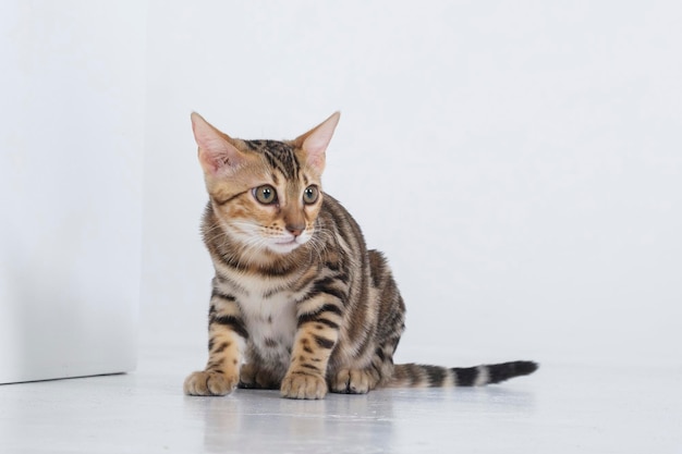 charming bengal cat posing in a photo studio