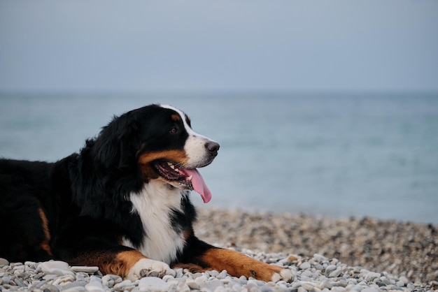 Charming Bernese Mountain Dog spends its vacation by sea and enjoys life