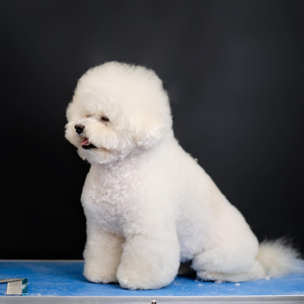 Charming bichon frise dog sits on a table in front of a black background