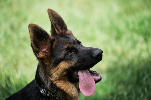 Charming black and red German Shepherd puppy sits in green grass and looks carefully