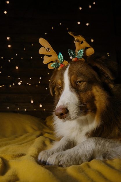 Charming brown Australian Shepherd dog lies on bed with reindeer antlers on head