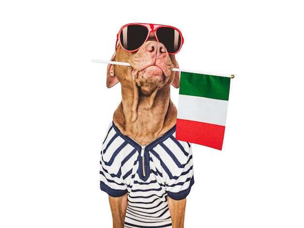 Charming brown puppy sunglasses and Italian flag