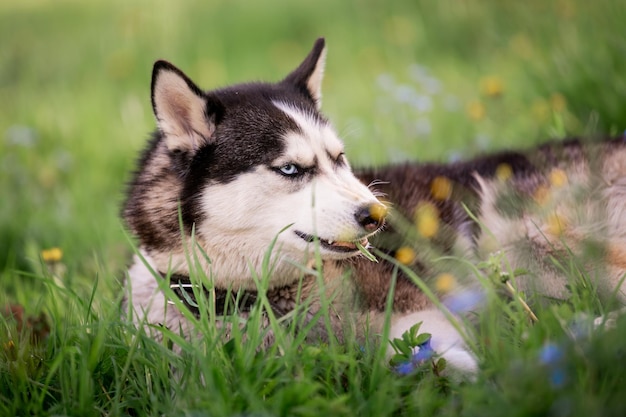 A charming dog of the Siberian Husky breed walks in a collar in nature in the park Lies among the blue forgetmenots and eats grass