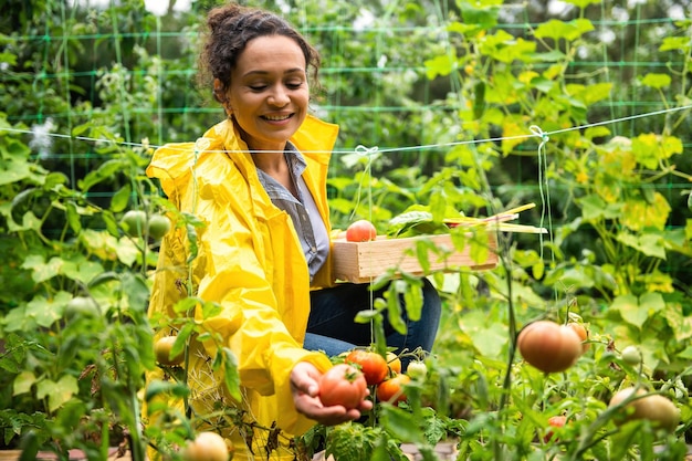 Charming female gardener agronomist picks ripe juicy and organic tomatoes in own eco farm Cultivation and harvesting