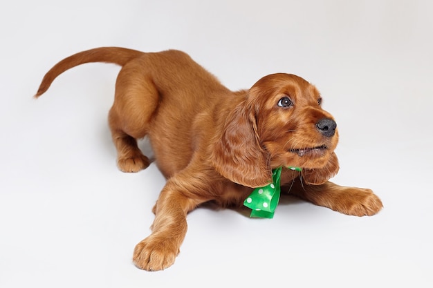 Charming Irish setter puppy of brown color on a white background.