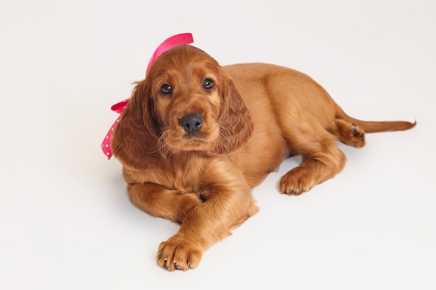 Charming Irish setter puppy of brown color on a white background