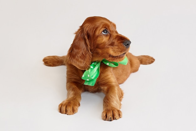 Charming Irish setter puppy of brown color on a white background