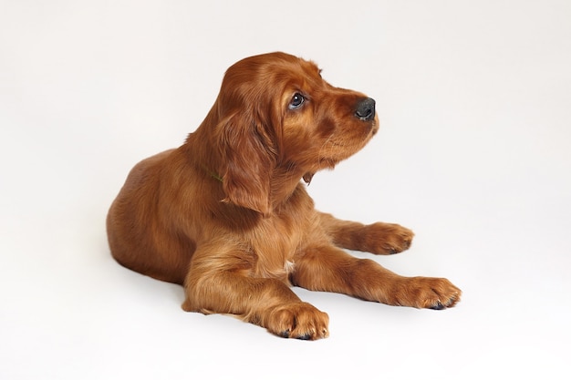 Charming Irish setter puppy of brown color on a white background