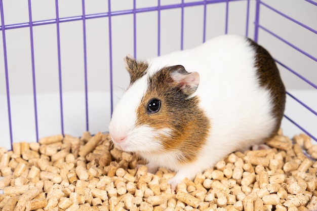 Charming little guinea pig sitting in a cage on a wood filler