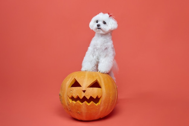 Charming little Maltese lapdog with Jack's lamps the concept of a festive Halloween photo shoot in the studio on a pink background