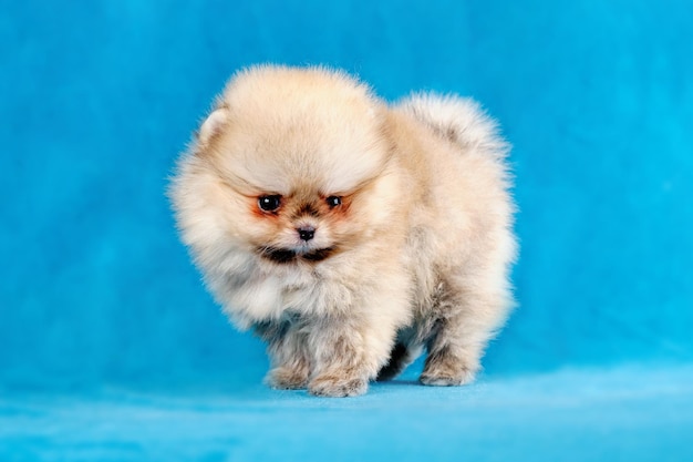 A charming little pomeranian puppy stands and looks at the camera Studio photo