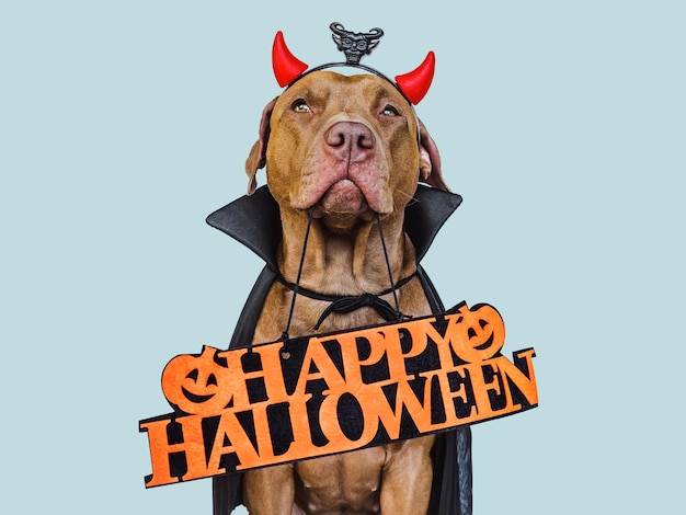 Charming lovable brown dog and Count Dracula costume