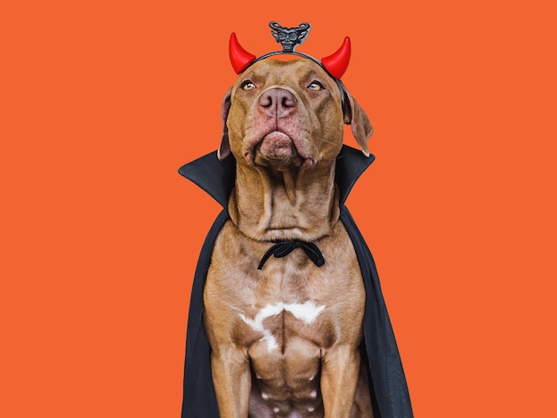 Charming lovable brown dog and Count Dracula costume