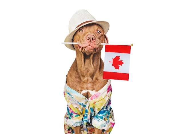 Charming lovable brown puppy and Canadian flag