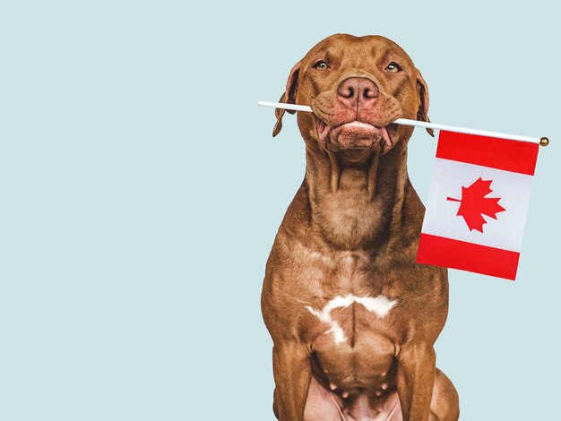 Charming lovable brown puppy and Canadian flag