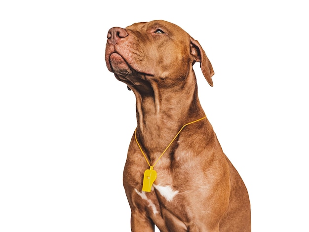 Charming lovable puppy and referee's whistle World Cup