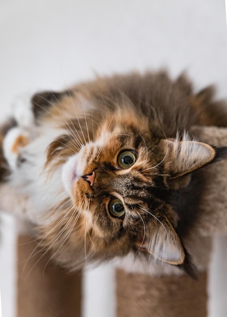 Charming Maine coon cat looking at the camera on cat tree near the light wall Scratching post