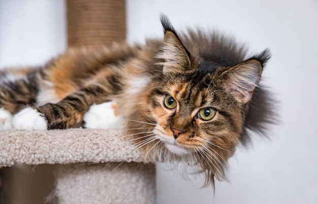 Charming Maine coon cat looking at the camera on cat tree Scratching post