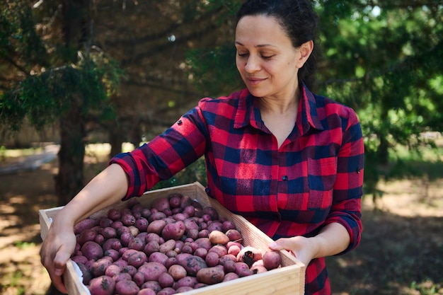 Charming middleaged woman farmer in plaid shirt carrying a wooden box of freshly dug potatoes in organic farm Harvest