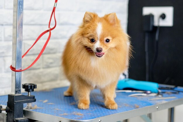 A charming pomeranian dog stands on a table in a dog grooming salon