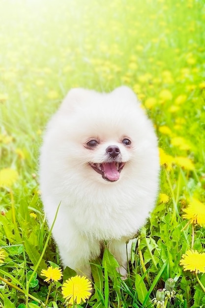 Charming pomeranian with white fluffy fur in the park on sunny day