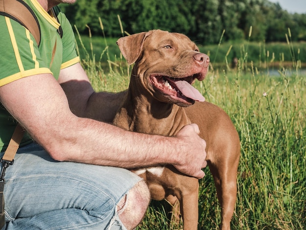 Charming pretty brown puppy and attractive man