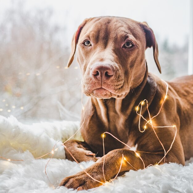 charming puppy and decorations. Close up