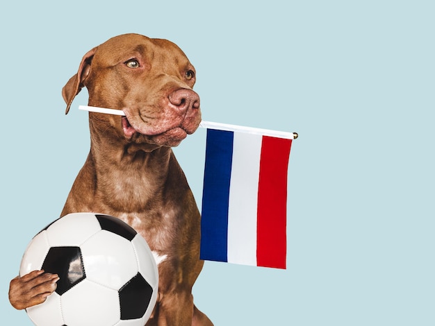 Charming puppy holding Flag of the Netherlands