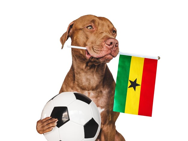 Charming puppy holding national Flag of Ghana