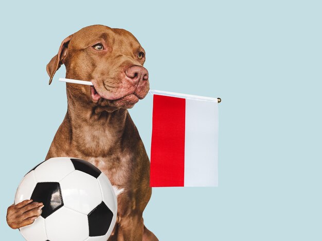 Charming puppy holding national Flag of Poland