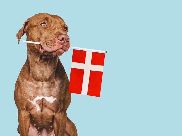 Charming puppy with the national flag of Denmark